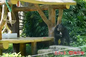 炎炎夏日 动物园里的动物宝宝这样度过酷暑图片