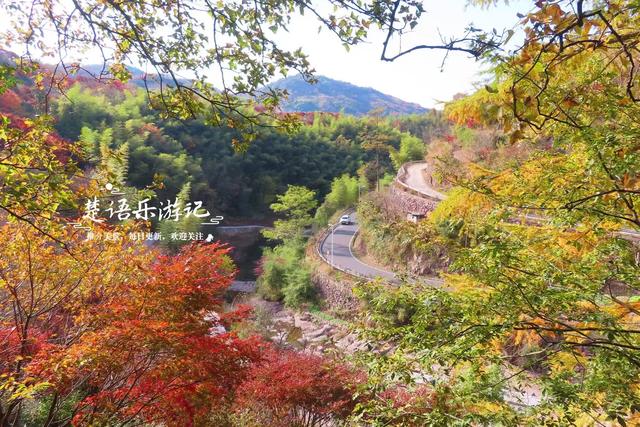 浙江宁波四明山深处的秘境，近50株古树营造油画般的风景，很好玩