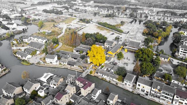 苏州银杏黄了！道前街虎丘之外，这3个地方人少免费，壮观又诗意