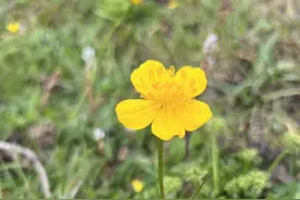 毛茛状金莲花｜西藏生物多样性科普图片