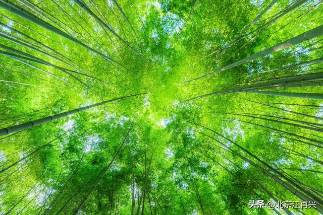 鲁智深只知倒拔垂柳，这野竹林非野猪林，江南七怪：难怪七贤喜欢