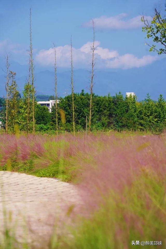 花漾邛州 | 秋日限定美景，粉黛登场！
