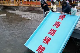 【透视社·生态关注】“降级”啦！青海湖湟鱼从濒危降为易危物种图片