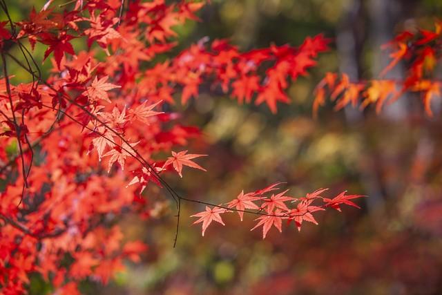 我与红枫的赌约：在南京中山植物园，追一场霜色沸腾的秋天
