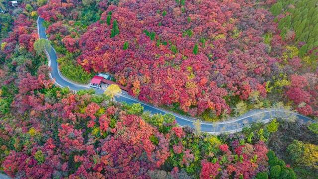 南京栖霞山看红叶，游览全攻略（2025最新版）