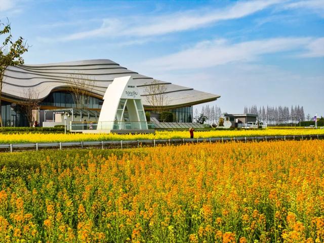 100%出片！郫都蝴蝶村彩色油菜花海，进入最美花期