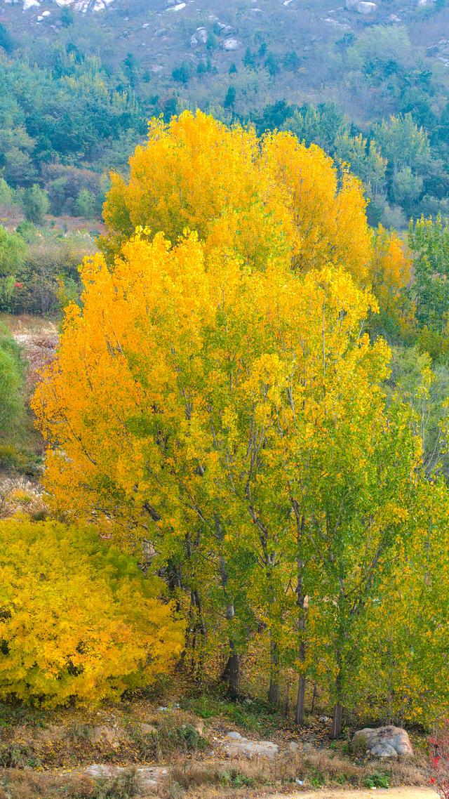 立冬悠游青岛西海岸新区灵山卫街道，乡野美得不像话，像画！