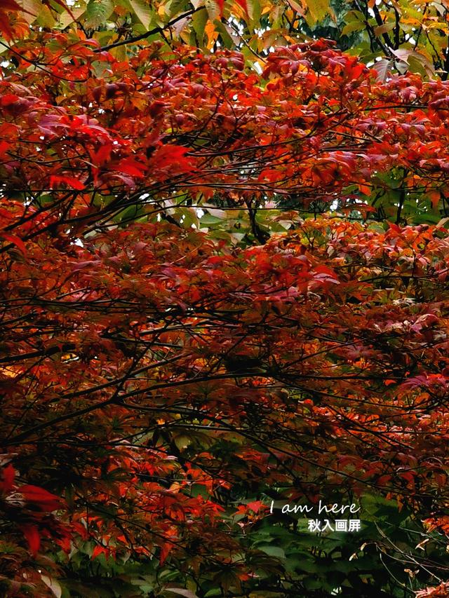 秋色入画屏