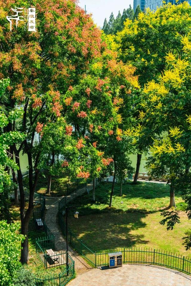 花样秦淮｜栾花绽放金秋至