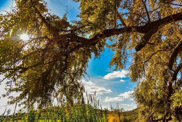 错过了？还有！石岛赏银杏真的有“后悔药”