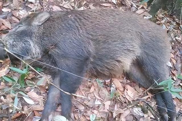 监守自盗! 2024年, 湖北一护林员在山里架980米电网, 冰柜中搜出肢体