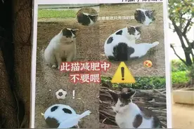 学校的奶牛猫因太胖，被张贴告示强迫减肥，又被笑到哈哈哈！图片