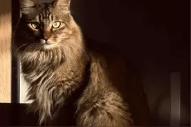 猫咪玄学：身弱之人，最好养猫，养猫或许能够重启灵性！图片