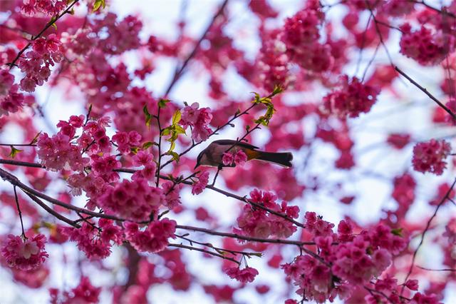 赴富源之约，邂逅新春樱花韵