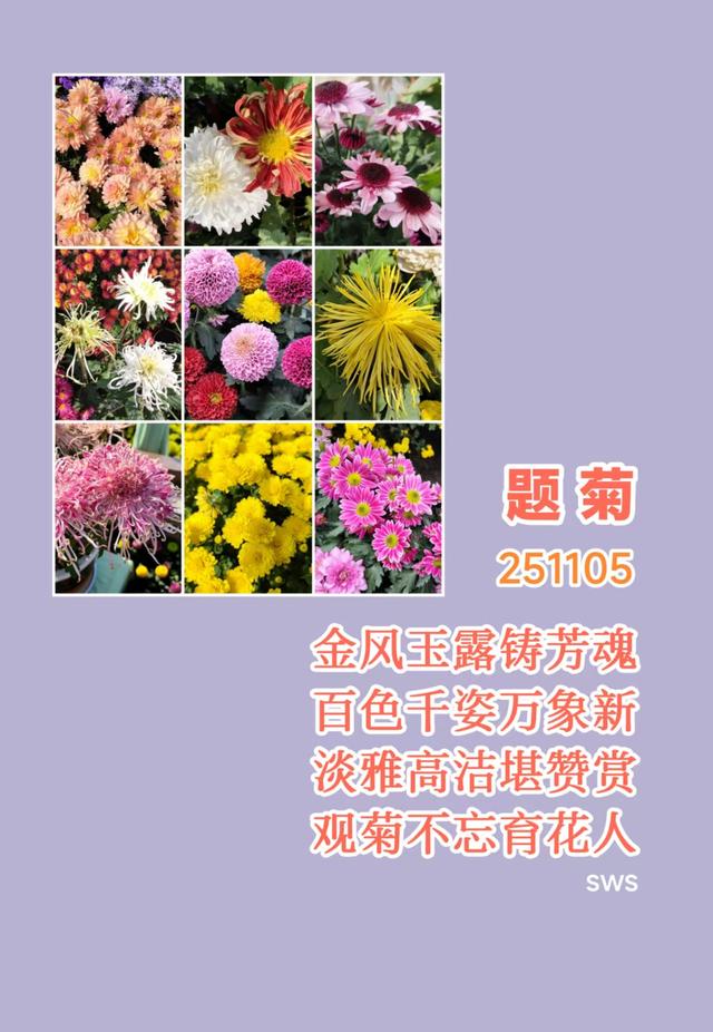 中山公园的菊花