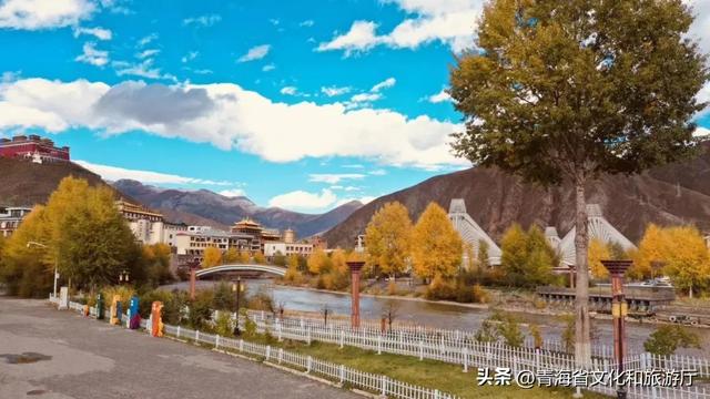 黄叶、秋风与斜阳，玉树的秋藏着你要的绚烂与深沉