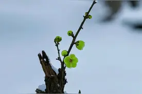 傲雪寒梅 大美至简图片
