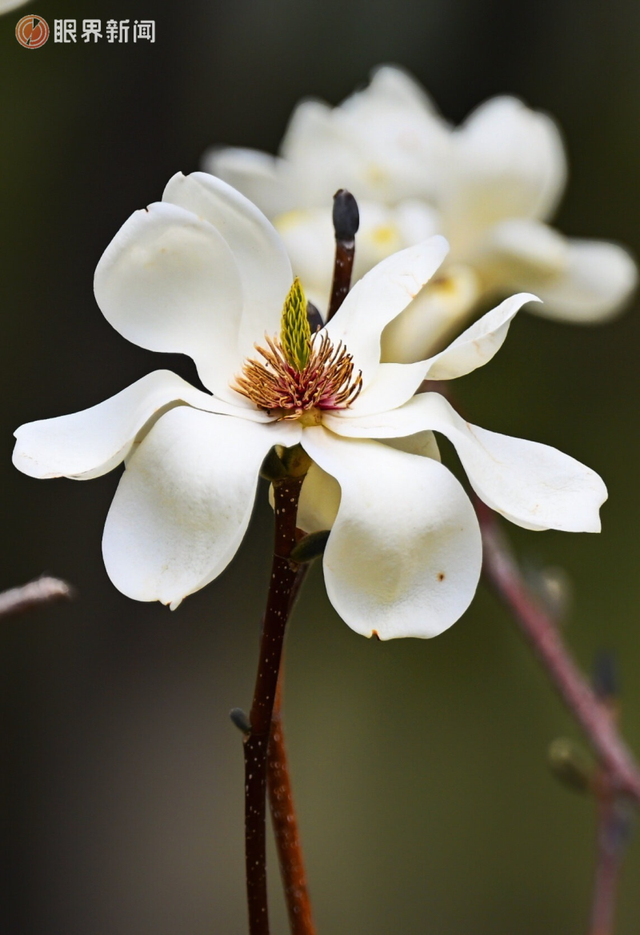 被乌鲁木齐的春天治愈了，花开满城→