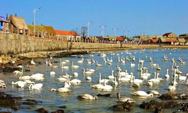 山东这座“天鹅村”美到窒息！百年海草房藏着胶东最暖的冬日童话