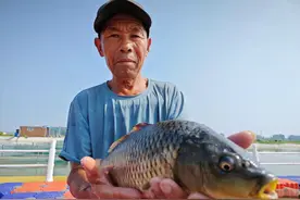 人放天养，黄河滩鲤鱼“跃龙门”图片