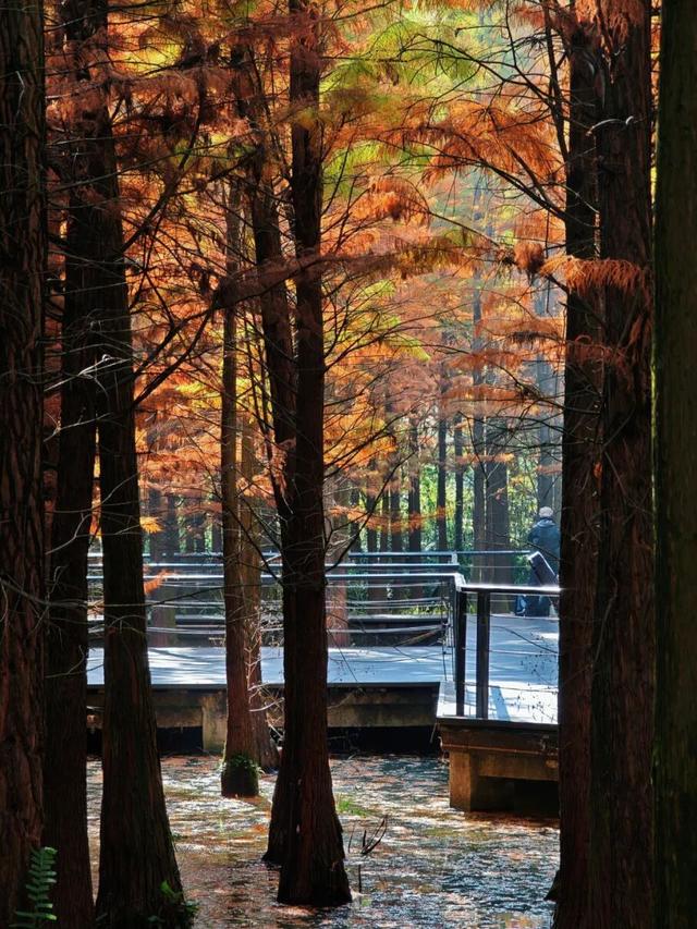 悦·遵义 | 美到犯规！播州这里藏着一个“油画世界”，随手一拍就是大片！