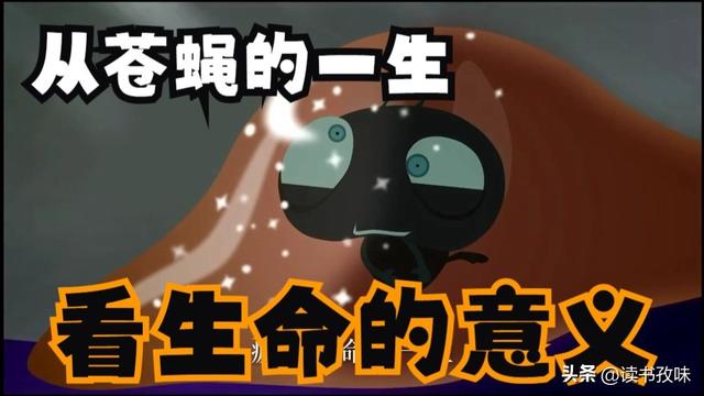 60秒生死局：一只苍蝇的“人生清单”，我读懂了生命的终极答案