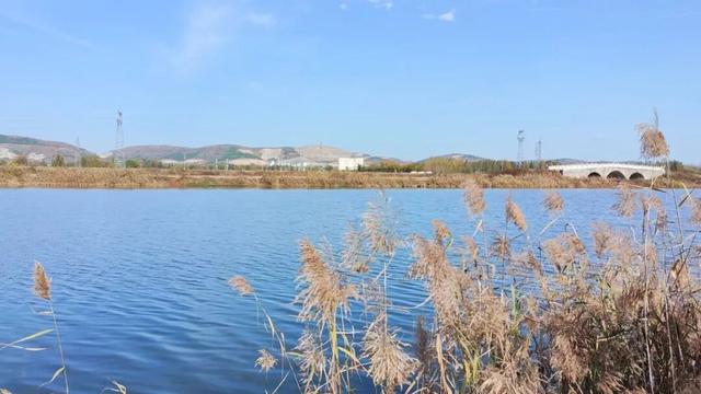 寻美薛城丨一眼沉醉！蟠龙河冬日美景，是一幅静谧迷人的水墨画卷！