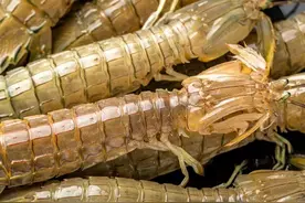 正大量上市！宁波这些春季时令海鲜“鲜掉眉毛”图片