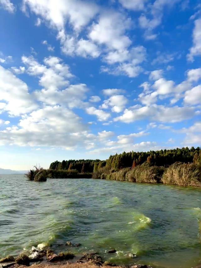 江尾村水杉林漫步