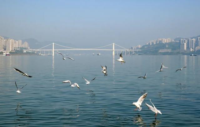 不用去云南了！在重庆就能“鸥”遇🤩