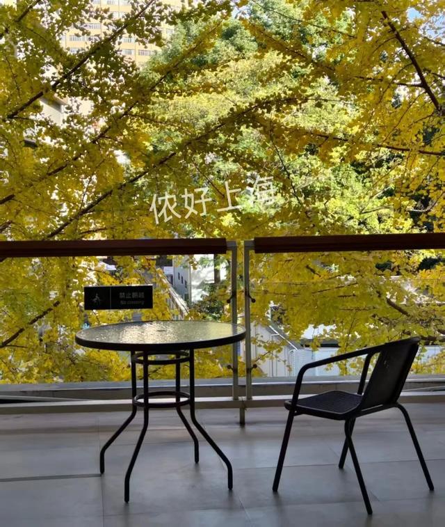 出片率100%！上海人都在找这个“限定露台”！这条“银杏大道”好拍又好吃！