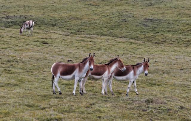 【漠南风】摄影专辑｜行走达茂 定格风光掠影