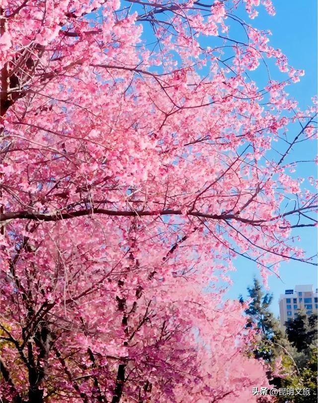 美炸！美炸！全国裹貂我赏樱！昆明最全冬樱赏花攻略来了，周末快冲~