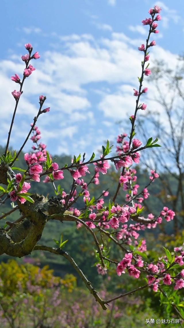 三月至 一树桃花一树春