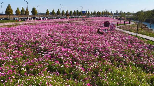 广饶初冬的仪式感来了！