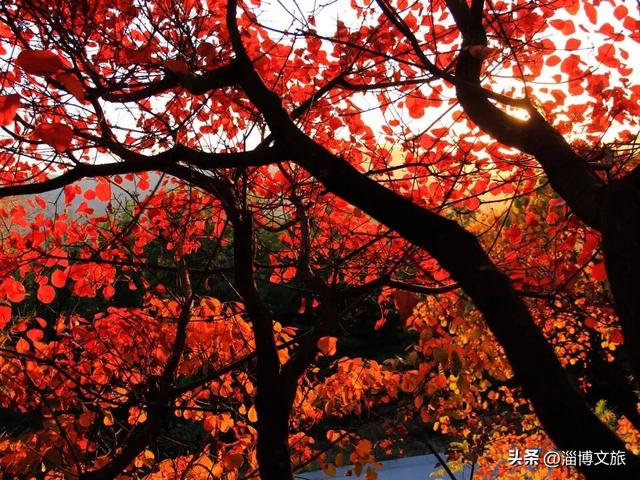 🤏捡捡捡，淄博惊现“捡秋”大神！海岱楼、周村大街…全被捡出来了→