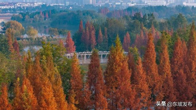 红了红了！东坡水杉出片率100%