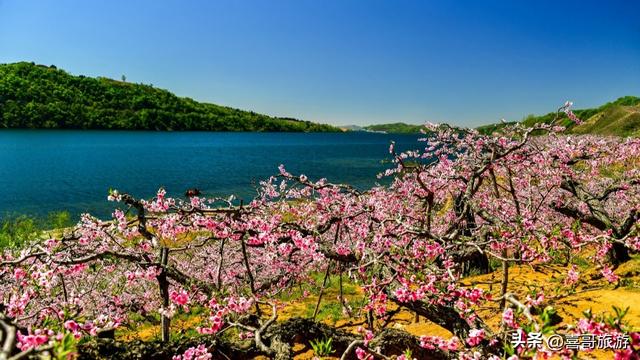 丹东桃花岛：在那桃花盛开的地方，遇见一江春色两国风情