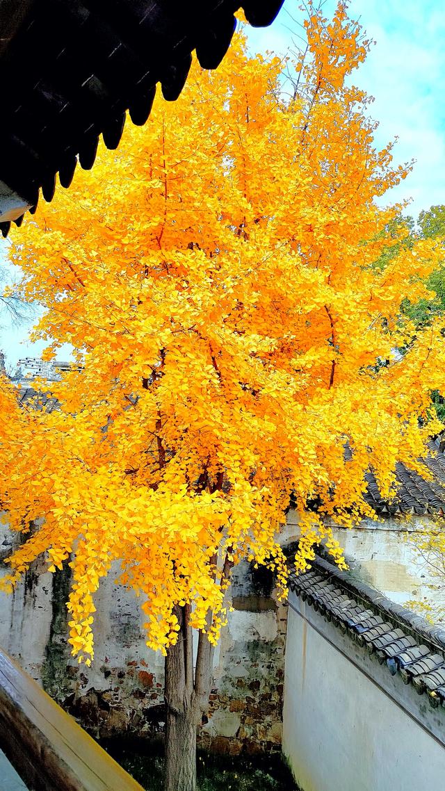 银杏铺金时,赴一场惠山古镇的秋约