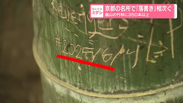 日本网红打卡地快被外国游客 “霍霍” 没了？京都岚山被逼砍竹林！