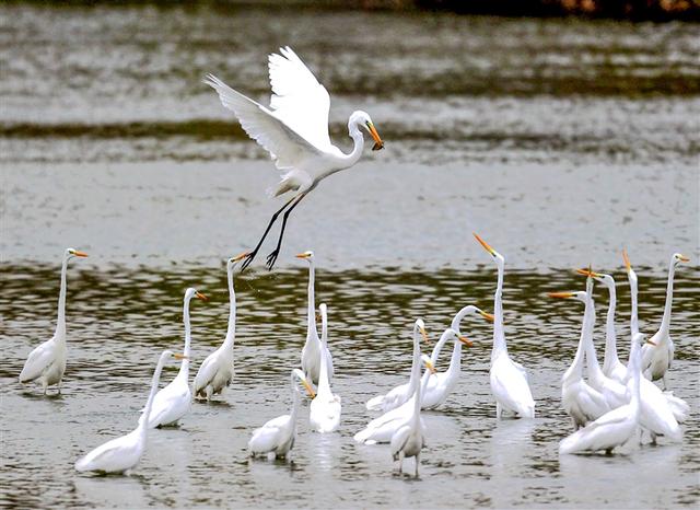 贾鲁河源头复涌记