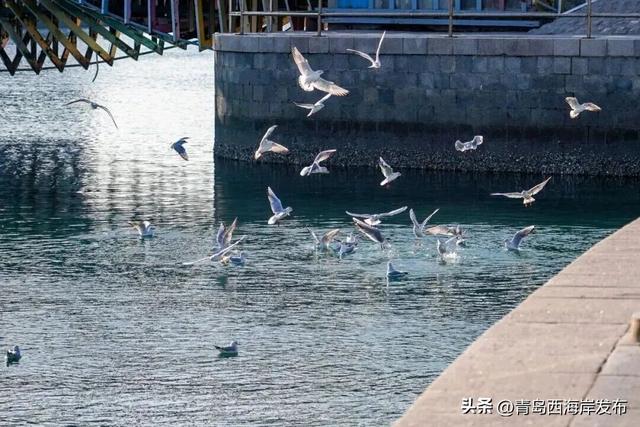 在唐岛湾，一起“鸥”遇吧！