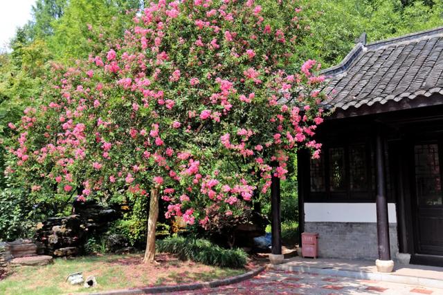 轨道直达！重庆“紫薇花瀑布”太浪漫了