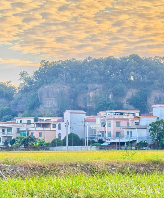 你知不知“稻”？番禺这片稻田美成了童话