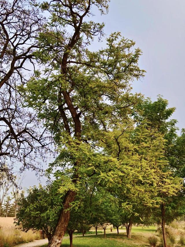 秋景秋色秋意浓,北京城市副中心藏着古今交融的浪漫
