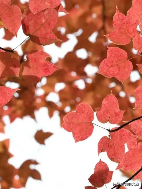 美上央媒!昆明红了!走走走,打卡最美枫景去,超全攻略速收藏→