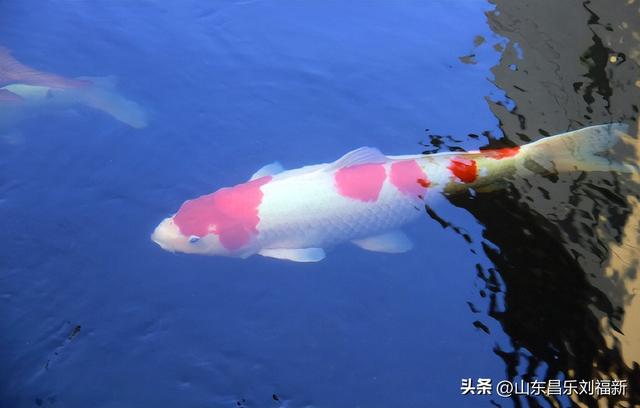 昌盛花园二期西区的冬景(下)