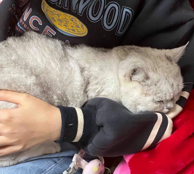 天冷后猫咪为什么喜欢挨着你？很多人都以为它冷，很多人猜错了