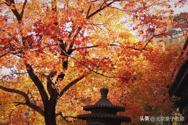 周末香山赏红叶保姆攻略