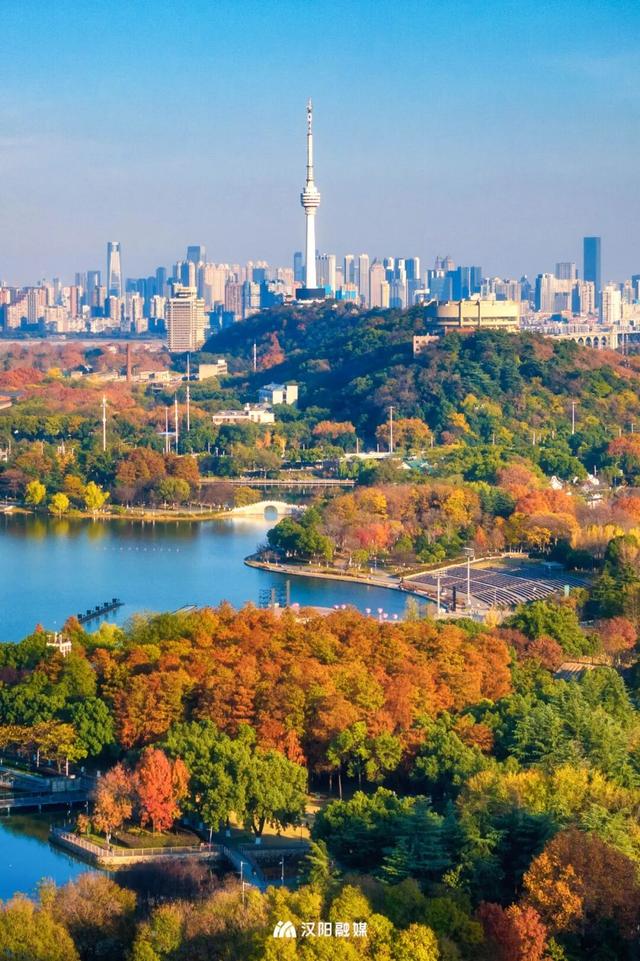 武汉城中心的彩叶秘境，在汉阳藏不住了！